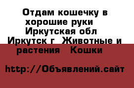 Отдам кошечку в хорошие руки  - Иркутская обл., Иркутск г. Животные и растения » Кошки   